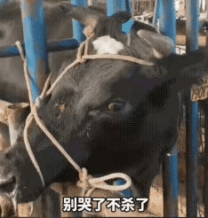 一头黑牛知道自己要被宰，居然不挣扎了，默默掉起了眼泪，主人实在不忍心，一个劲的说