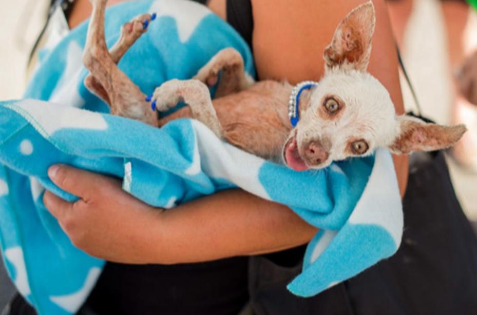 震惊！近三分之二狗狗体内藏狼基因，吉娃娃也不例外法新社11月26日消息，美