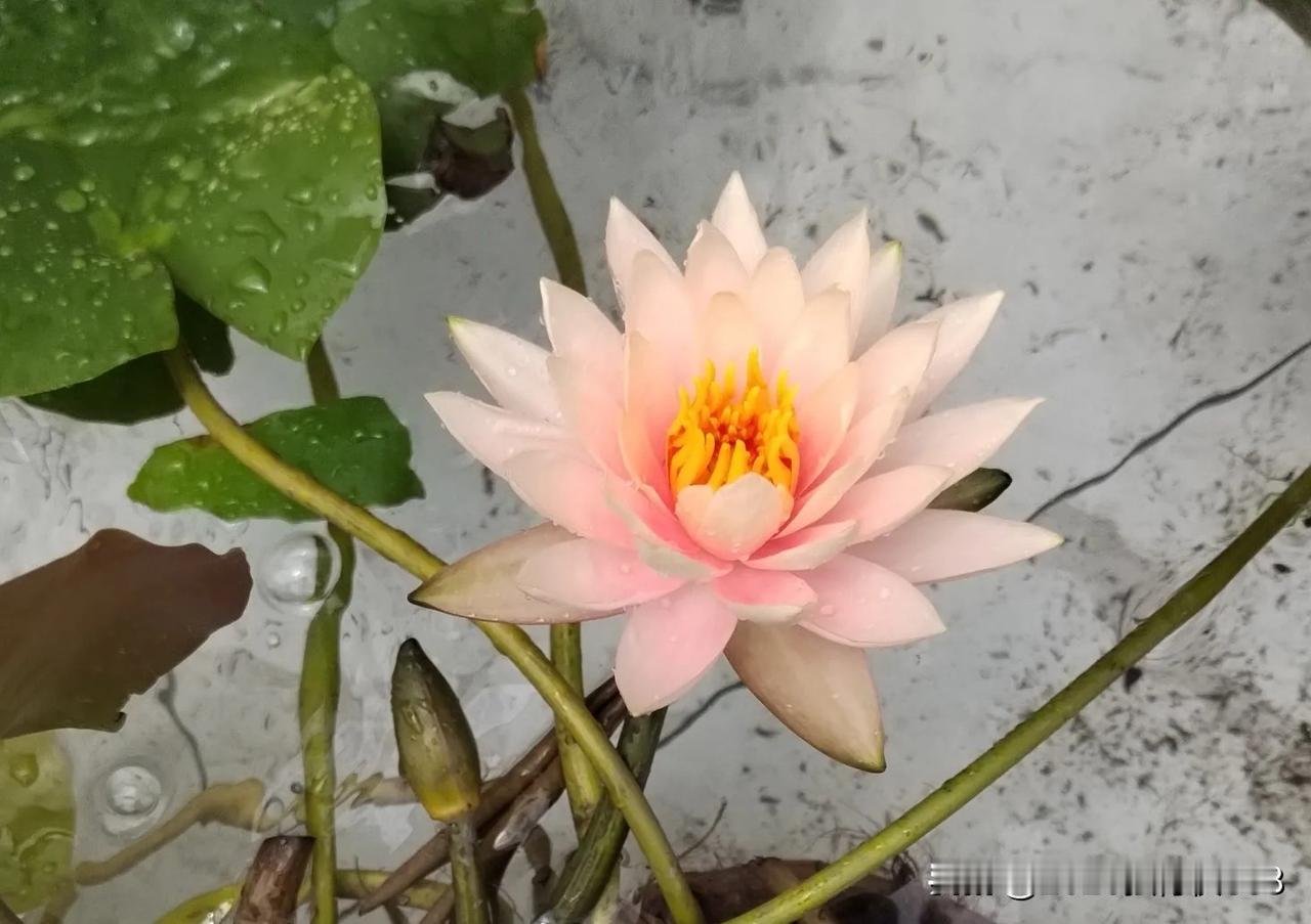 5月15日开始实施，经常去药店购买这些药品的人注意了，别跑空了！这两天好多