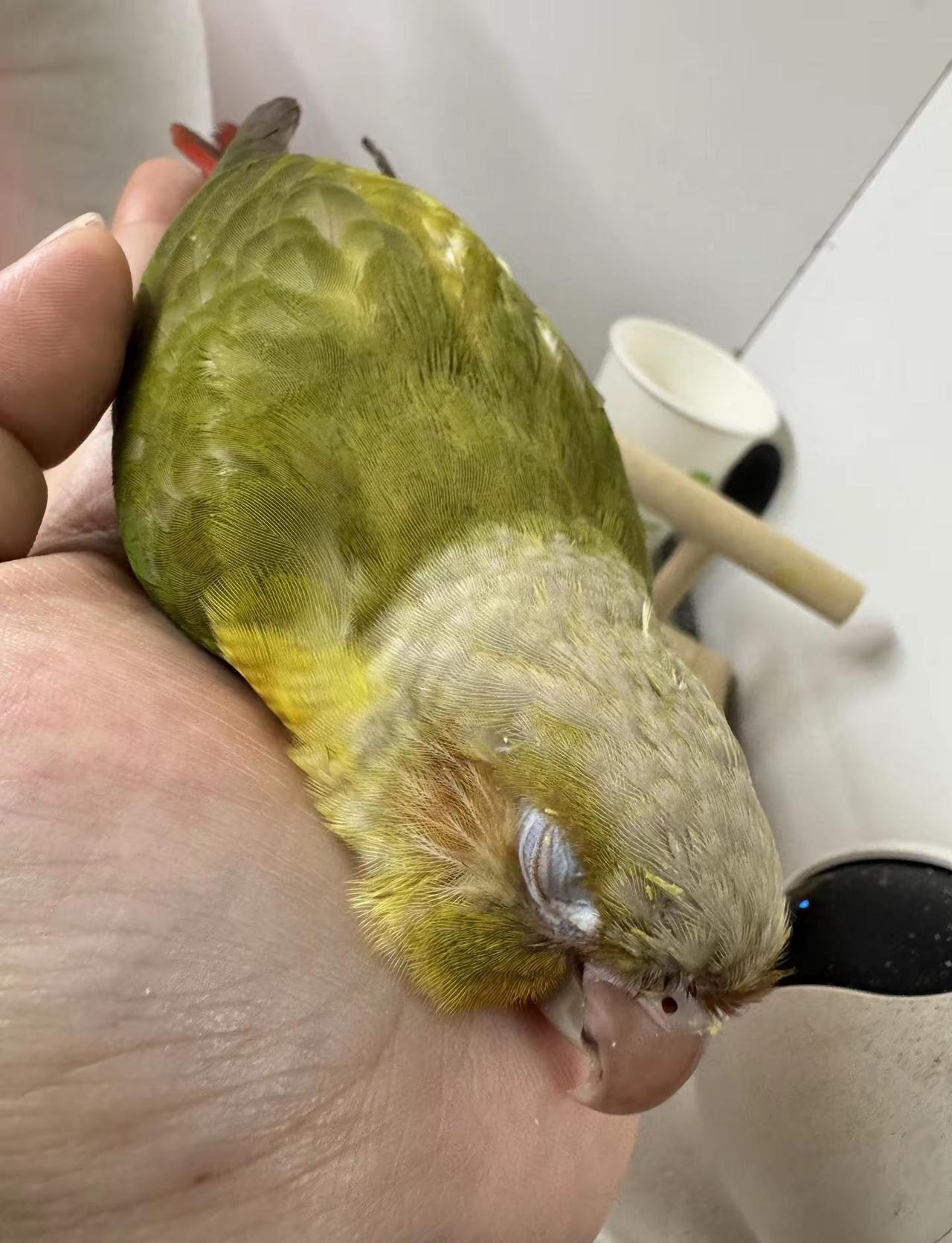 我的宝贝生病了豆皮，是我家最乖最懂事最坚强的孩子，可是，他生了一种查都查不出来