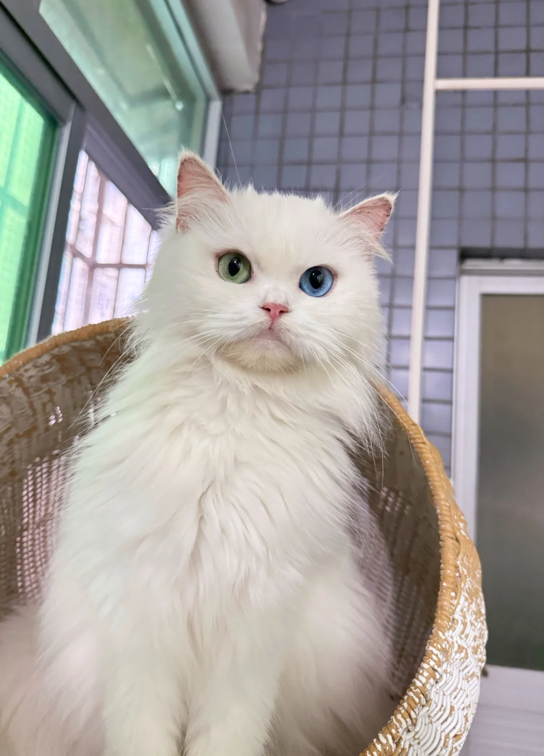 【领养】异瞳纯白妹妹、巨巨巨粘人！