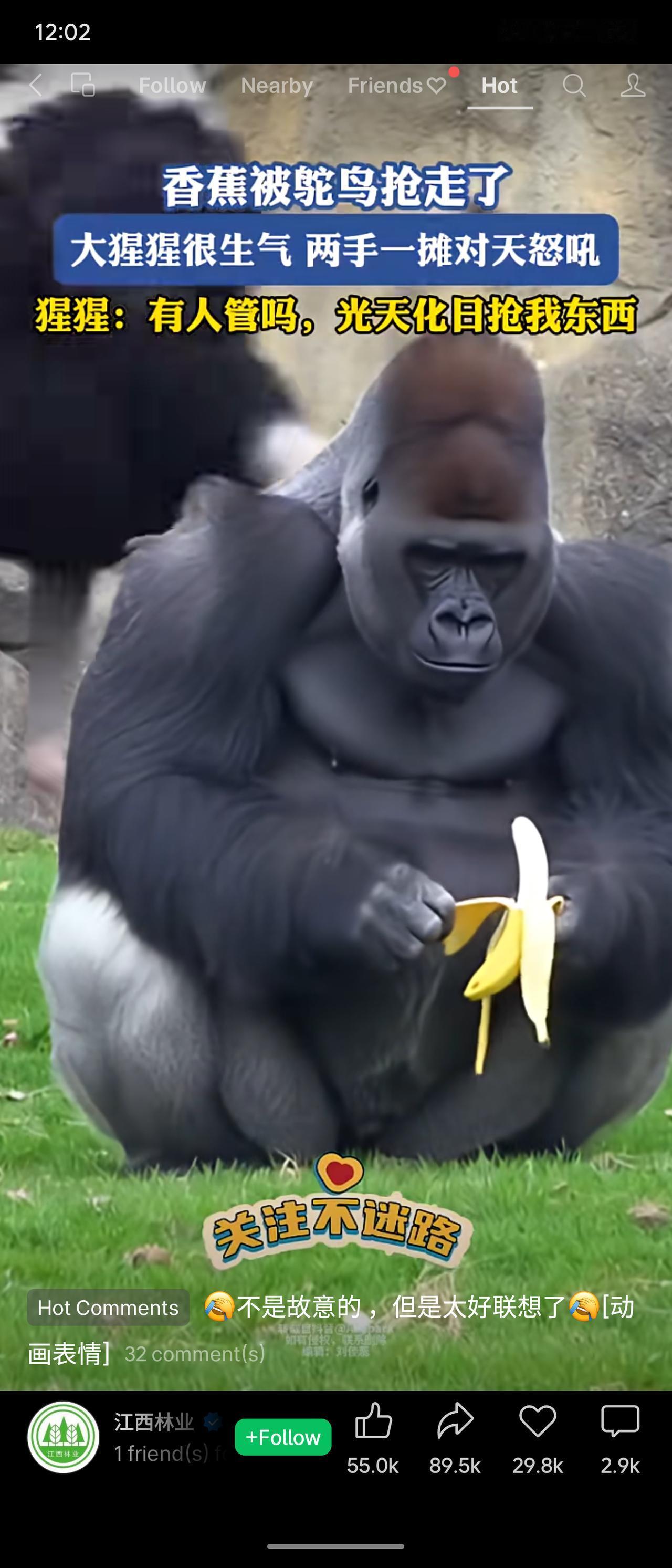 香蕉被鸵鸟抢了，大猩猩仰天摊手：“没人管吗？”——旁边评论神补刀：“不是故意的，