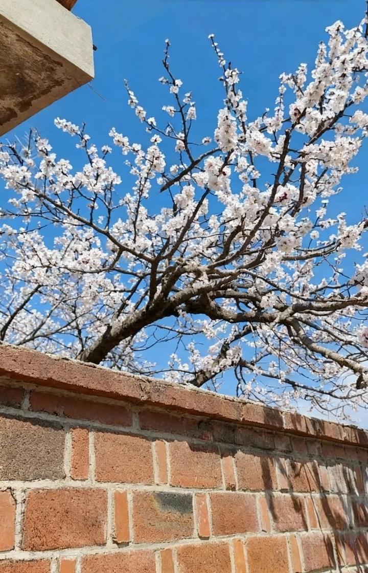 红杏出墙为谁开，多少路人心里猜，墨客笔下诗中透，………？上联：墙外路人