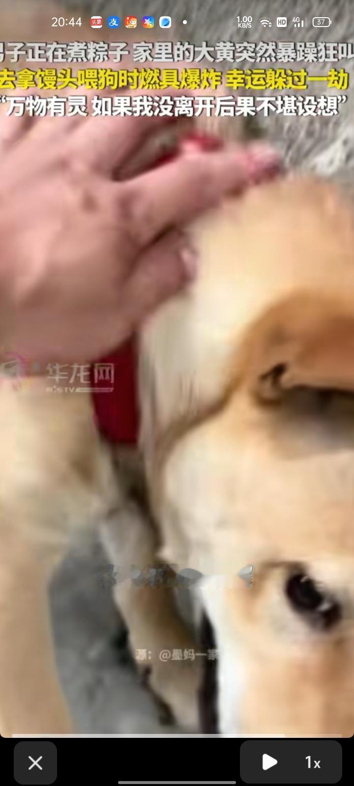 6月19日，山东济南。男子发视频称，自己用不锈钢桶煮粽子，家里的大黄狗突然暴躁狂