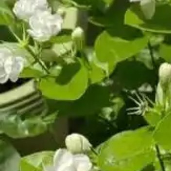 种植种植茉莉花的方法🌱土和光怎么弄土壤：用腐叶土、园土和河沙按4:3:3
