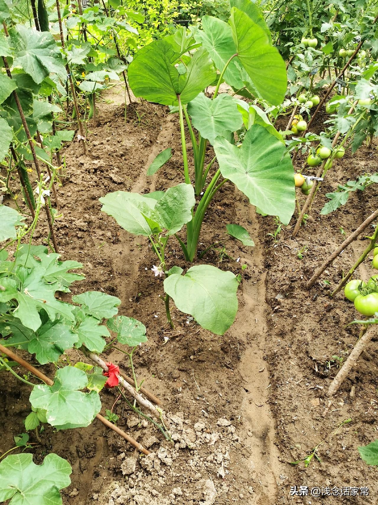 芋头种植时间和方法,你知道吗?很多人种的芋头长不大、产量低！真不是缺肥，多半
