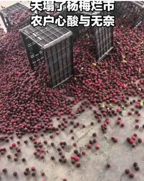 杨梅真的卖不动了，很多经销商都在抱怨，订单断崖式下跌，根本就没有要。还有那些种植