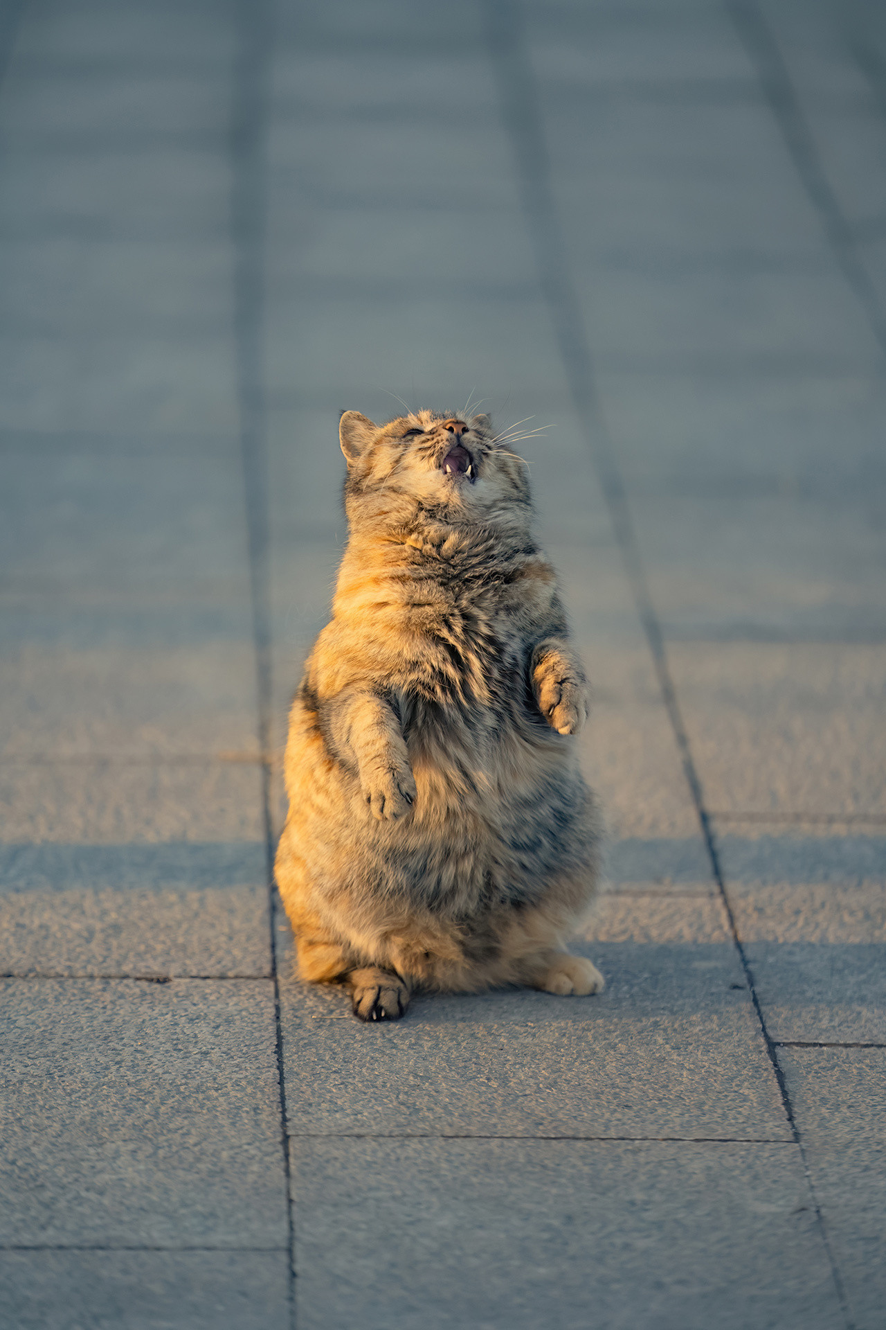 感觉拍到了土拨猫