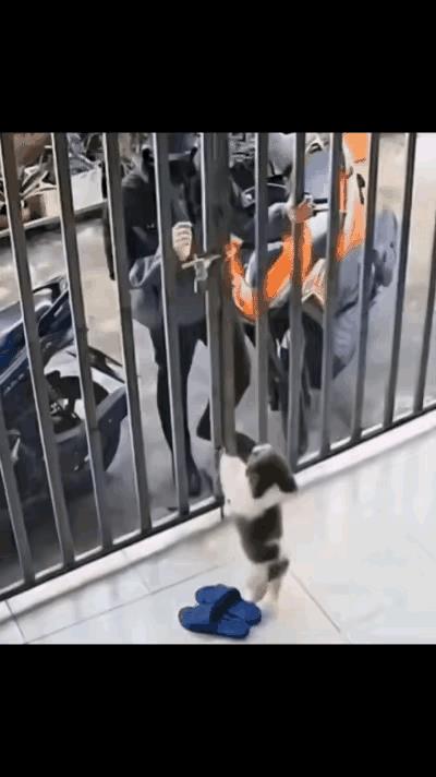 一位单身男士拖着疲惫的身体下班回到家中……当推开门的刹那，家里养的一只狗狗，蹦蹦