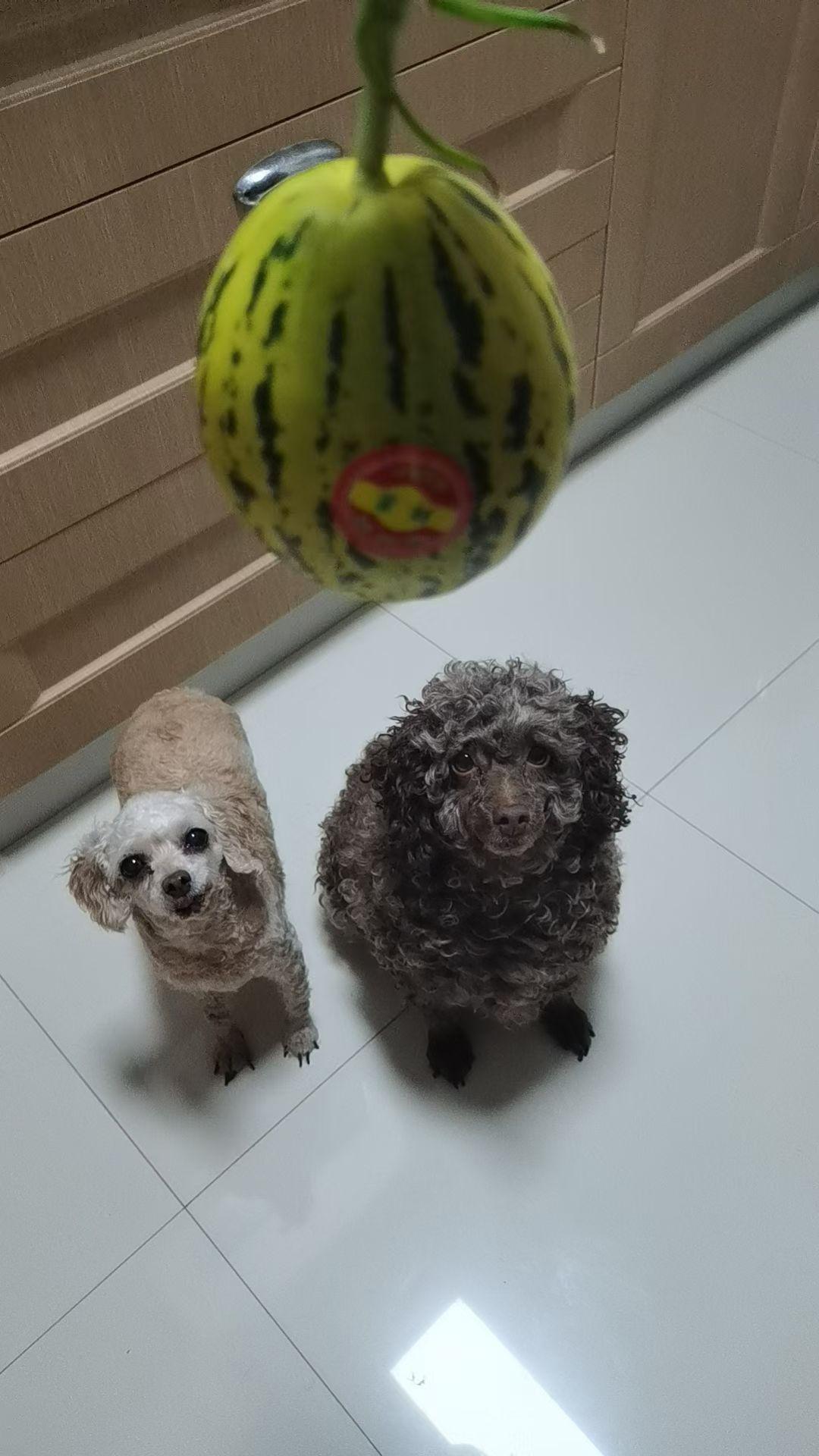 春暖花开了，可以带它们几个小家伙出去玩一玩了。前一段过年，外面有人放鞭炮，它