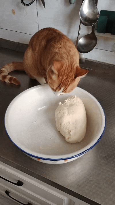 乖乖嘞，俺刚和好一盆面团，一扭头功夫就被俺家橘猫盯上了！伸着小爪子不停扒拉，吭