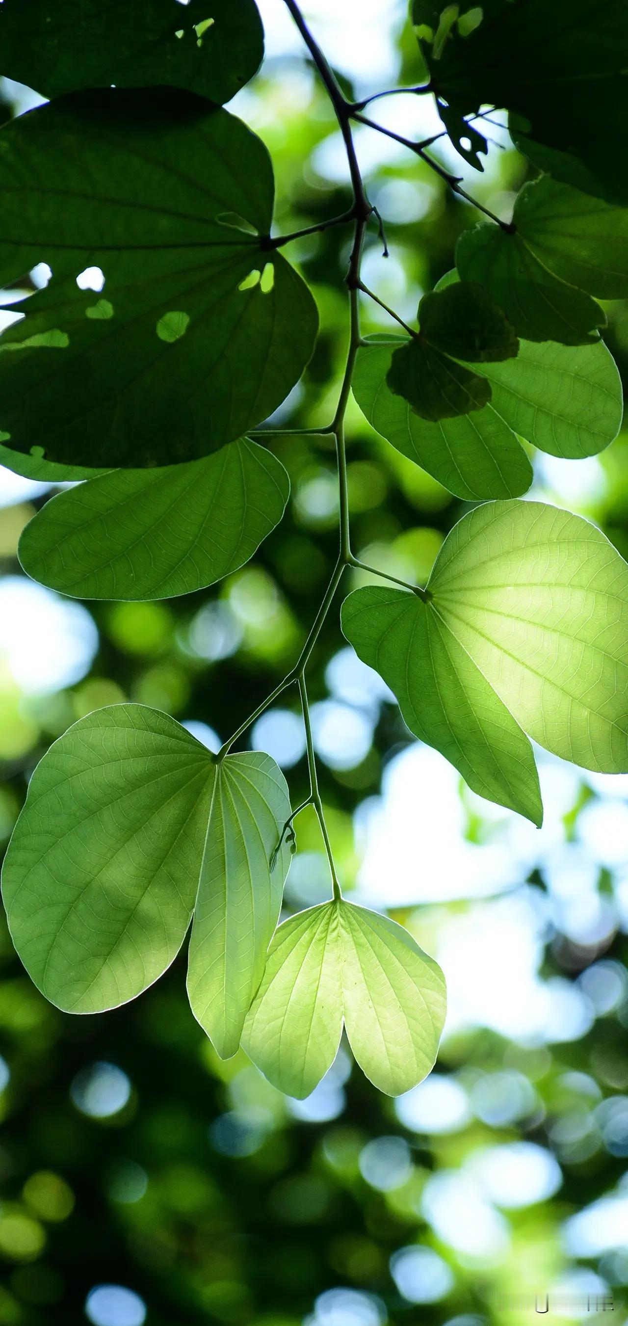 真正让领导头疼的，不是员工躺平，而是他算得太清。你发现了吗？单位里那些曾经最