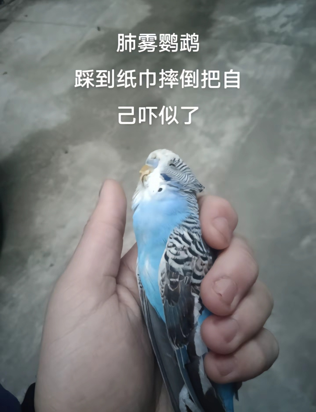 小鹦鹉胆子这么小吗