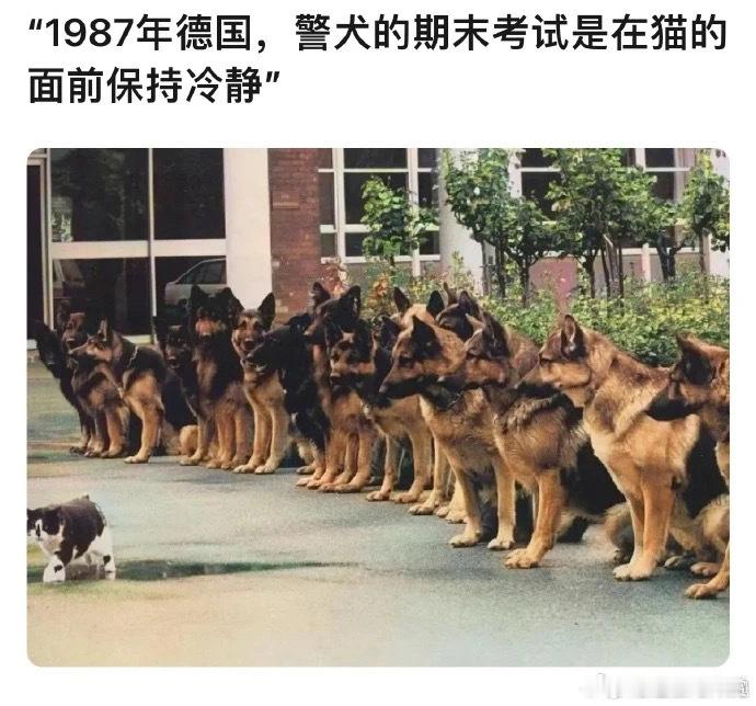 那很冷静了宠物卖萌中心​​​