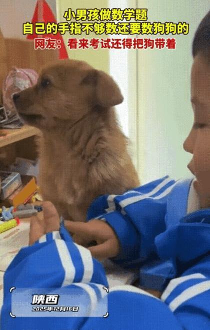 有小学生辅导作业，笑到捶桌！娃算10+15，手指头数完不够，直接拽来家里狗子的