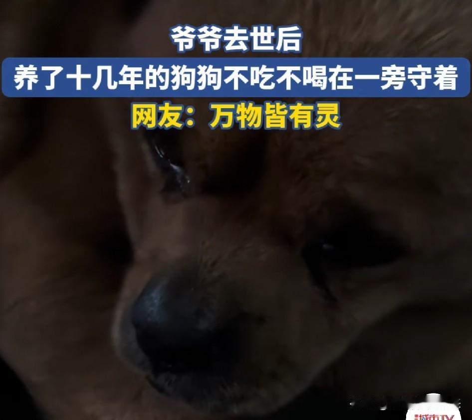 看哭了！四川雅安，爷爷去世，相伴13年老狗绝食7天，遗体回家后它趴棺木前眼泪淌了
