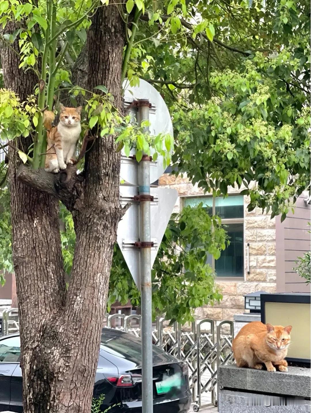 出息了，大橘子带女朋友回家了小橘子好漂亮呀娇滴滴的就是有点害羞，一靠近拍照就跑了