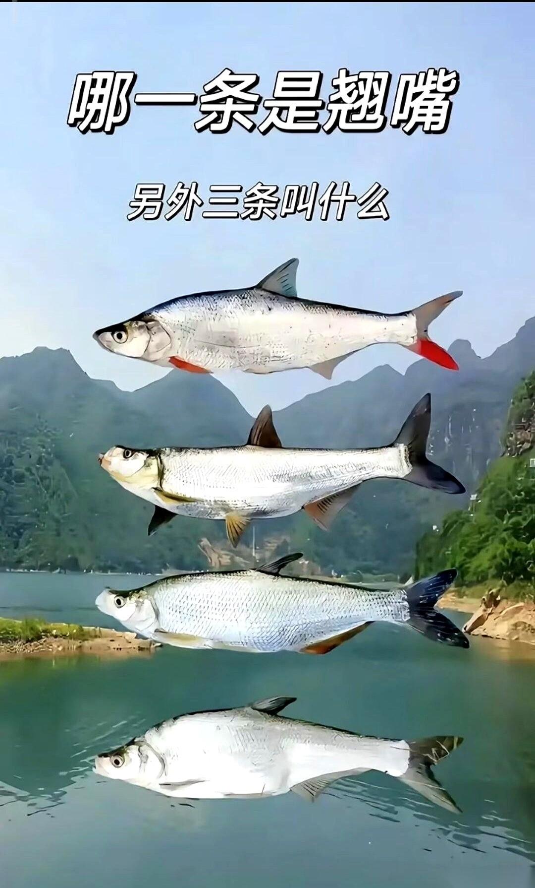 我已经在水桶前蹲了整整半个小时了。四条鱼，四条长得一模一样、白条条的“克隆鱼”
