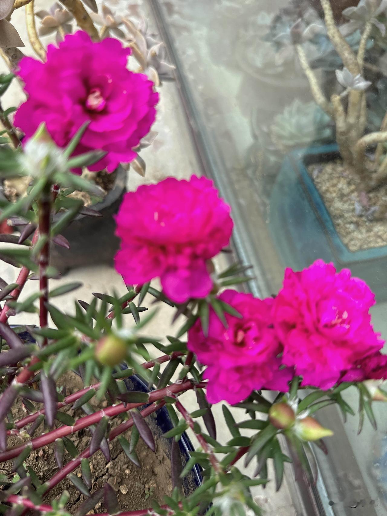 今日小院里的玫瑰色太阳花开放了，美得让我移不开眼。我家小院的太阳花每年都有惊喜
