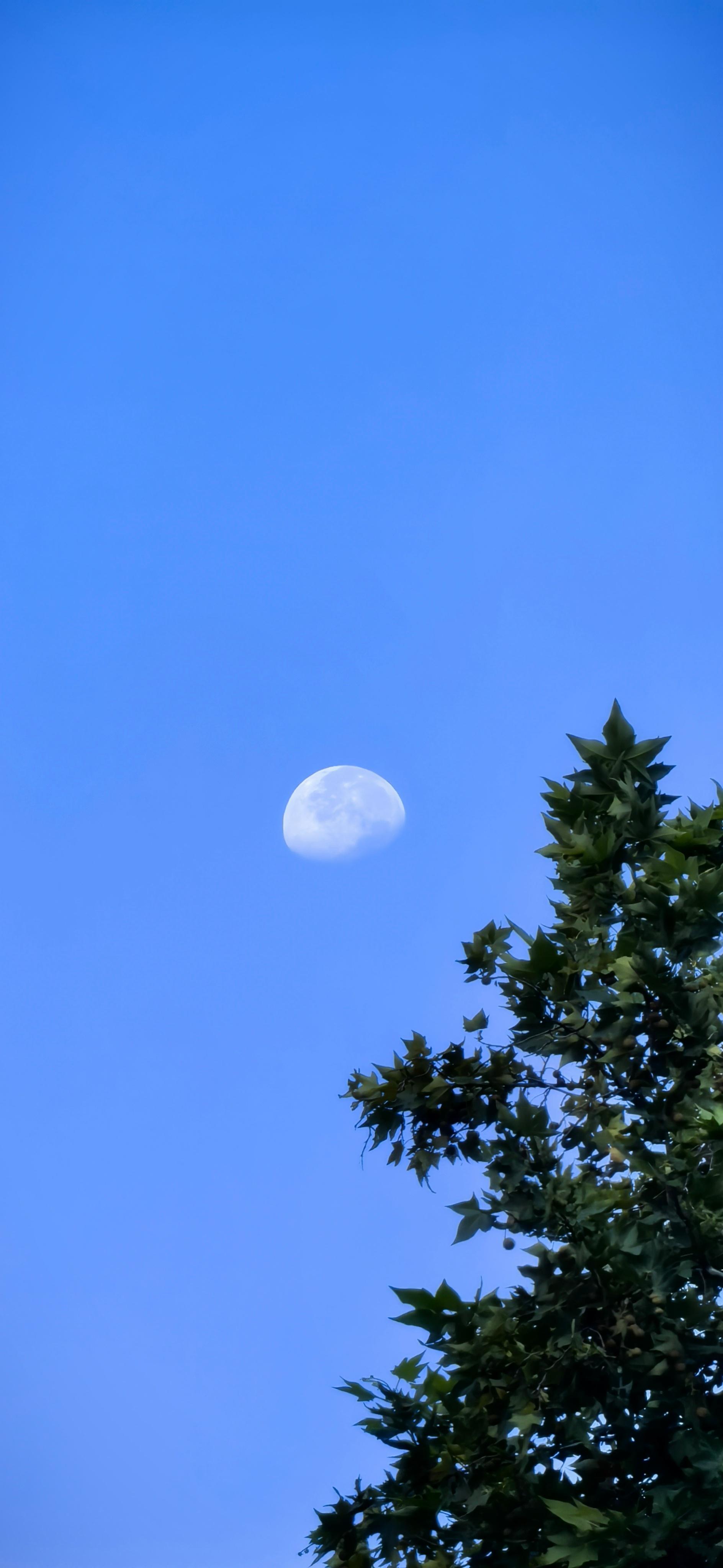 早上8点的天空，加上月亮衬托的氛围，已经有了秋高气爽的感觉蜗的摄影日记
