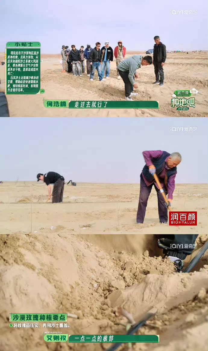 跟着十个勤天看沙漠种花黄沙遍野的沙漠里，十个勤天埋头栽花育苗，不惧烈日与狂风。亲