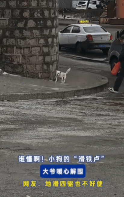 笑不活！吉林一小狗爬坡，结果，刚走了几步，直接遭遇“滑铁卢”，原来，晚上下了一场