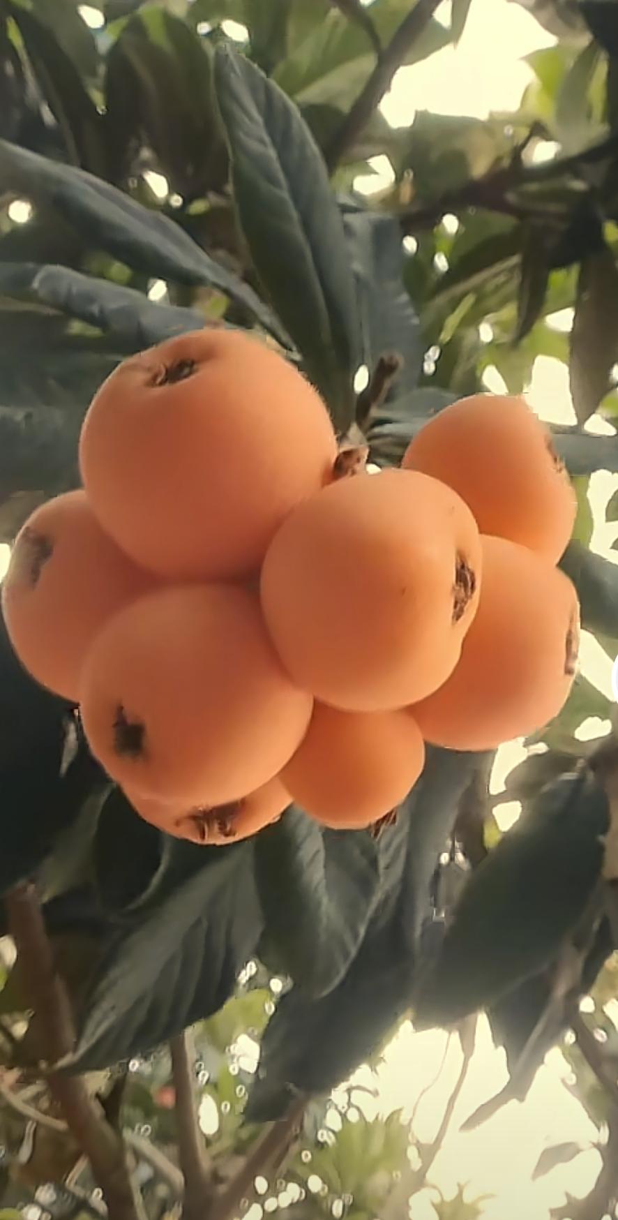 短线重点关注，低价加热门题材，本果场下周将持续跟踪五支标的：1.文峰股份