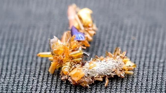 “骨骼收集者”毛毛虫是一种食肉性昆虫，它会用丝线制作一个可携带的外壳，并用猎物的