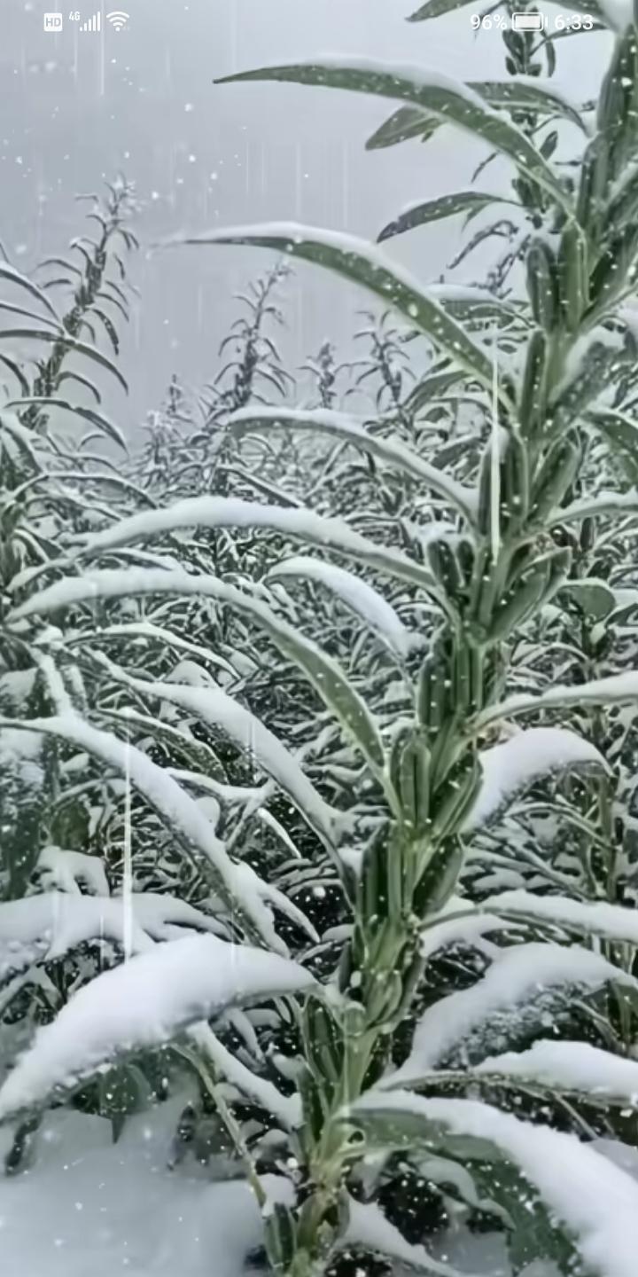 天灾难防，欲哭无泪，八月漂雪，一场大雪把芝麻冻得全军覆没，正在结仔，这下全完蛋了