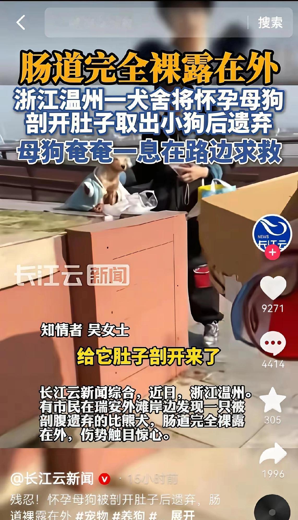 一只母狗难产，主人亲自进行剖腹，没有麻药，取出两只幼崽后，没有任何处理，把母狗装