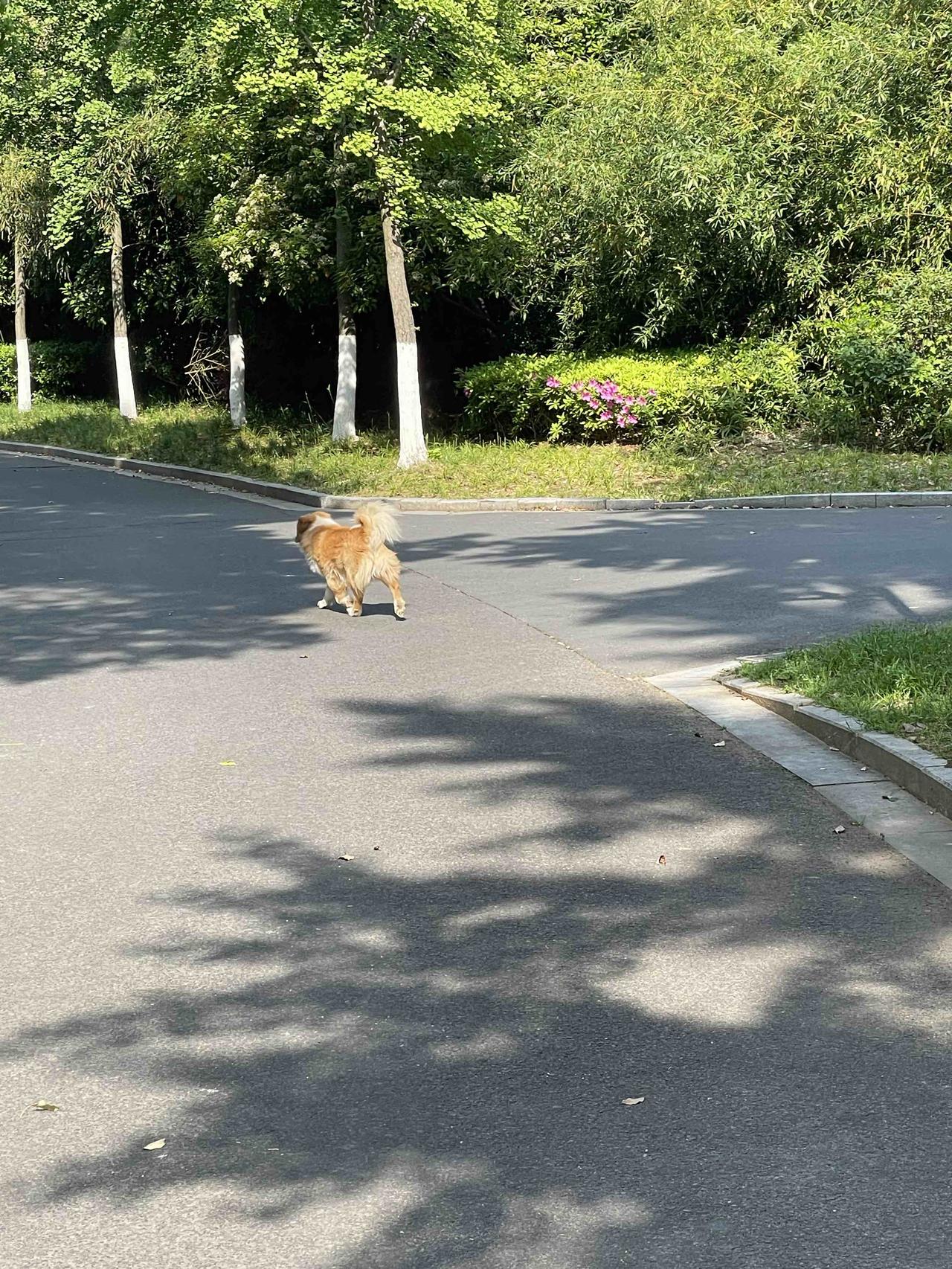 小区里的这条流浪狗咬伤了三个人，居民们对此意见很大，要求物业立即进行处置。小区