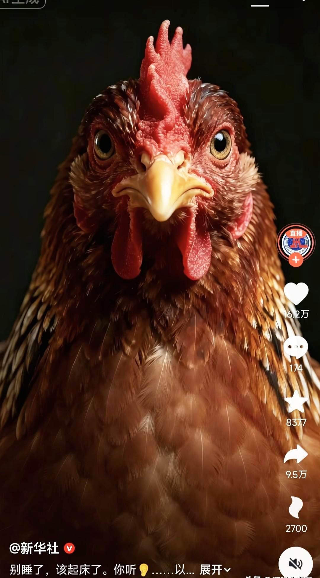 活久见？！新华社突爆抽象血脉！甩出一只目光带刀的母鸡死盯屏幕。狂催起床。文末