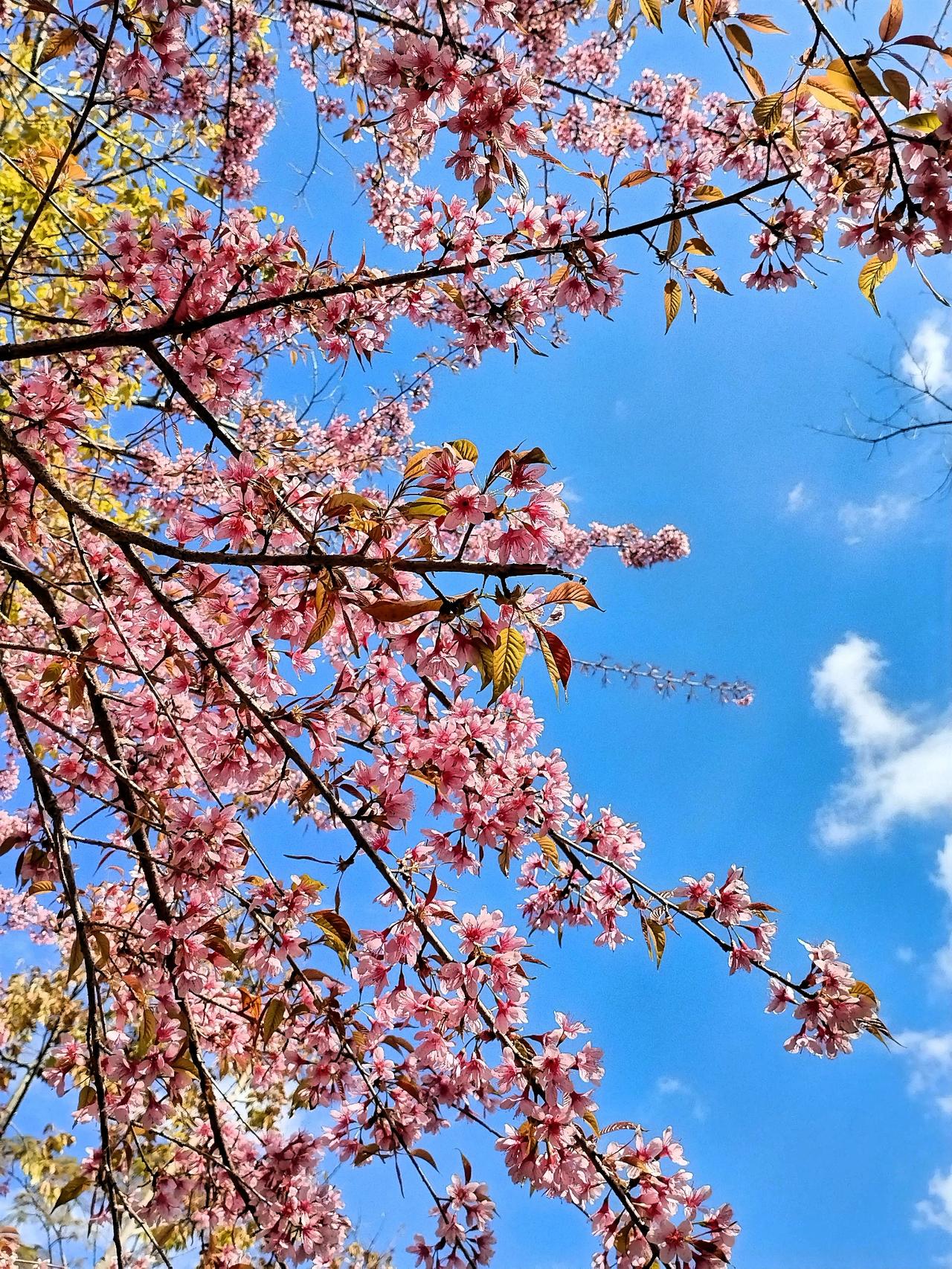 我偏爱开在群山里的樱花群山里的樱花，像是大自然藏在深处的秘密宝藏。当春风拂过山间