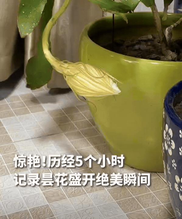 江苏一女子准备关灯休息，突然发现妈妈种的昙花有动静，她走近一瞧，发现是昙花要开了