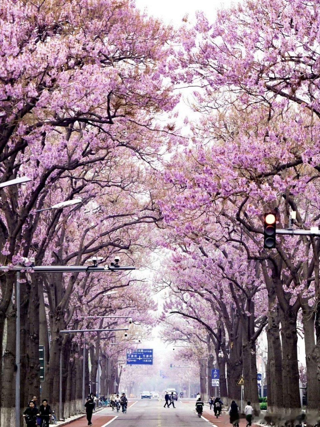 花展最全打卡指南来了北京花展最全打卡指南已备好，藏在京城的春日浪漫尽数绽放。园内