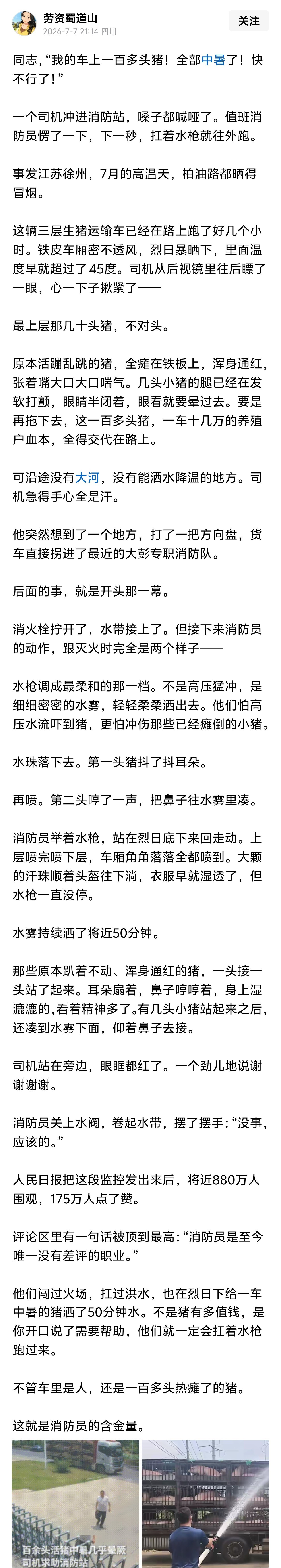 没有人给他们下达“救猪”的指令，也没有人会因为猪热死了追他们的责。但他们还是去了