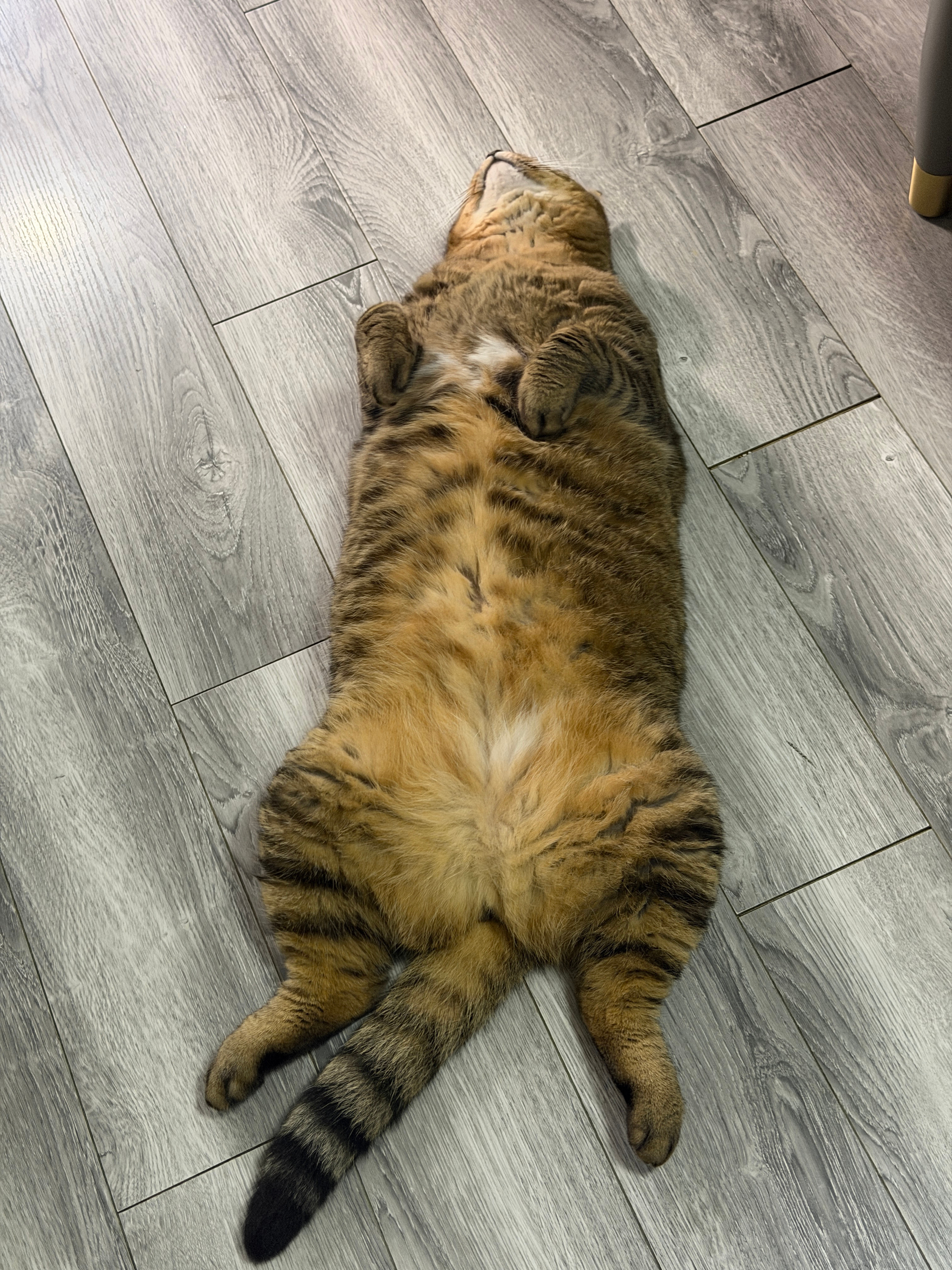 晚安大卡车！小猫狸花猫​​​