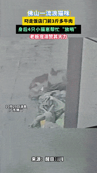 “活该你家发大财!”广东佛山,一饭店老板早上进货3斤多牛肉,刚把肉放到门口,6点