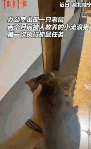 等。血脉觉醒了！8月19日，湖北，一女子上班时，突然看到一只大老鼠。