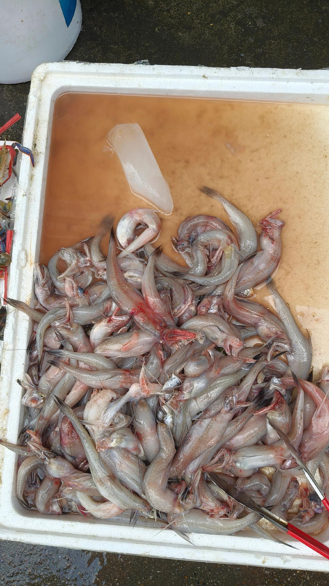 海鲜水产海鲜海鲜自由吃货在这里遇见中国美