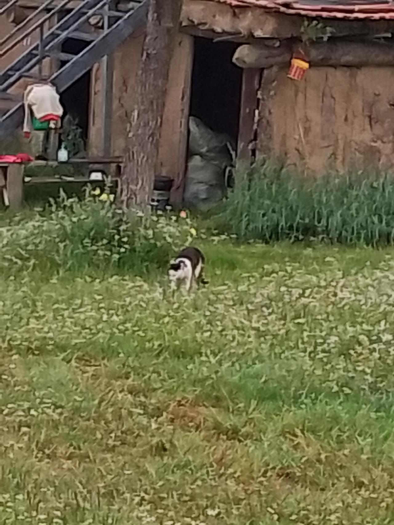 我出门去找我家的黑猫黑黑，结果看到图片里的它，它把一只橘猫追得爬上了树。那橘猫还