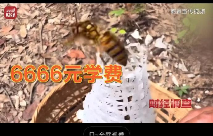 央视曝光6666元包教包会养伤人蜂实在令人心惊。商家将剧毒虎头蜂包装成“致富项目