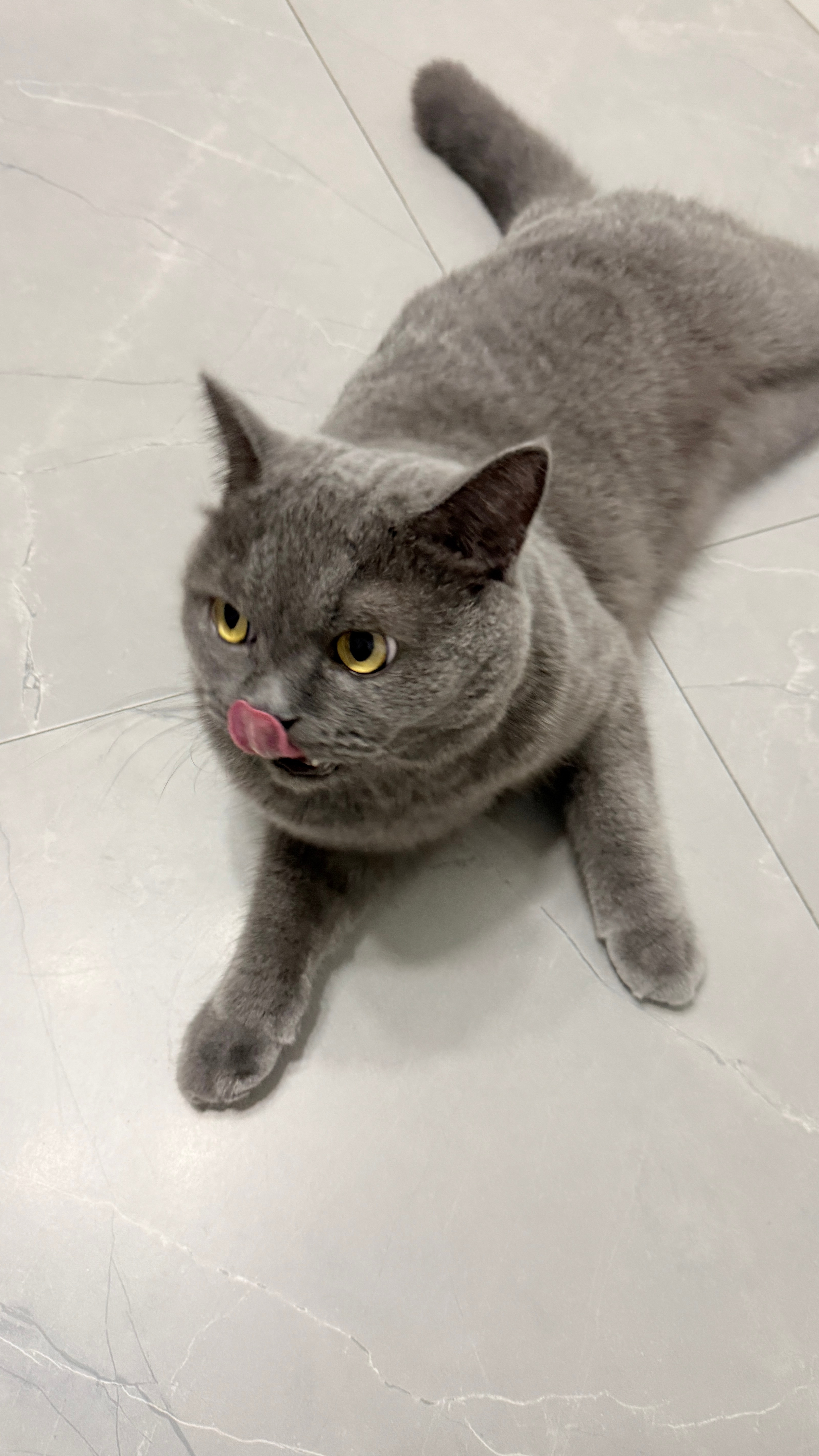一只大胖猫跑我这里来了，它喵喵喵喊我开门，我带它去找主人，没找到，然后它跟狗一样