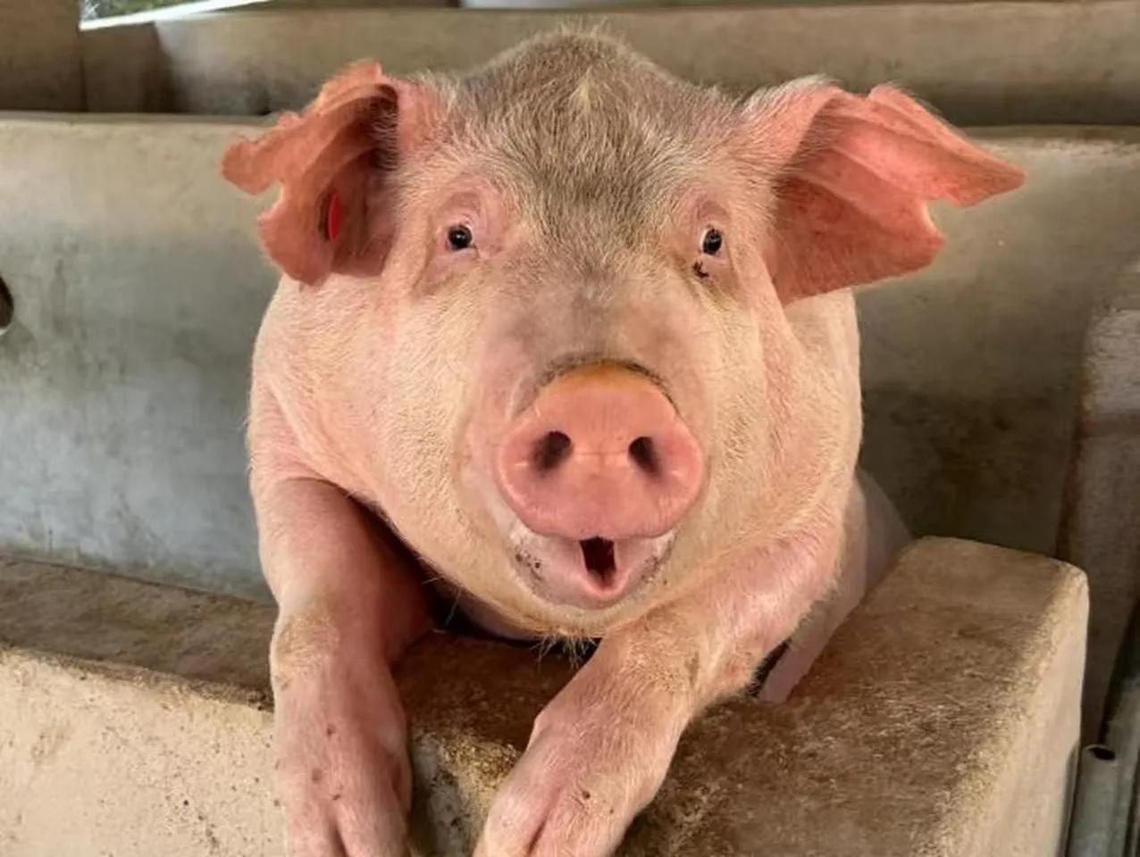 猪肉跌成白菜价，猪场为何越建越多？ 你是不是觉得现在的猪肉便宜得像白菜？但你