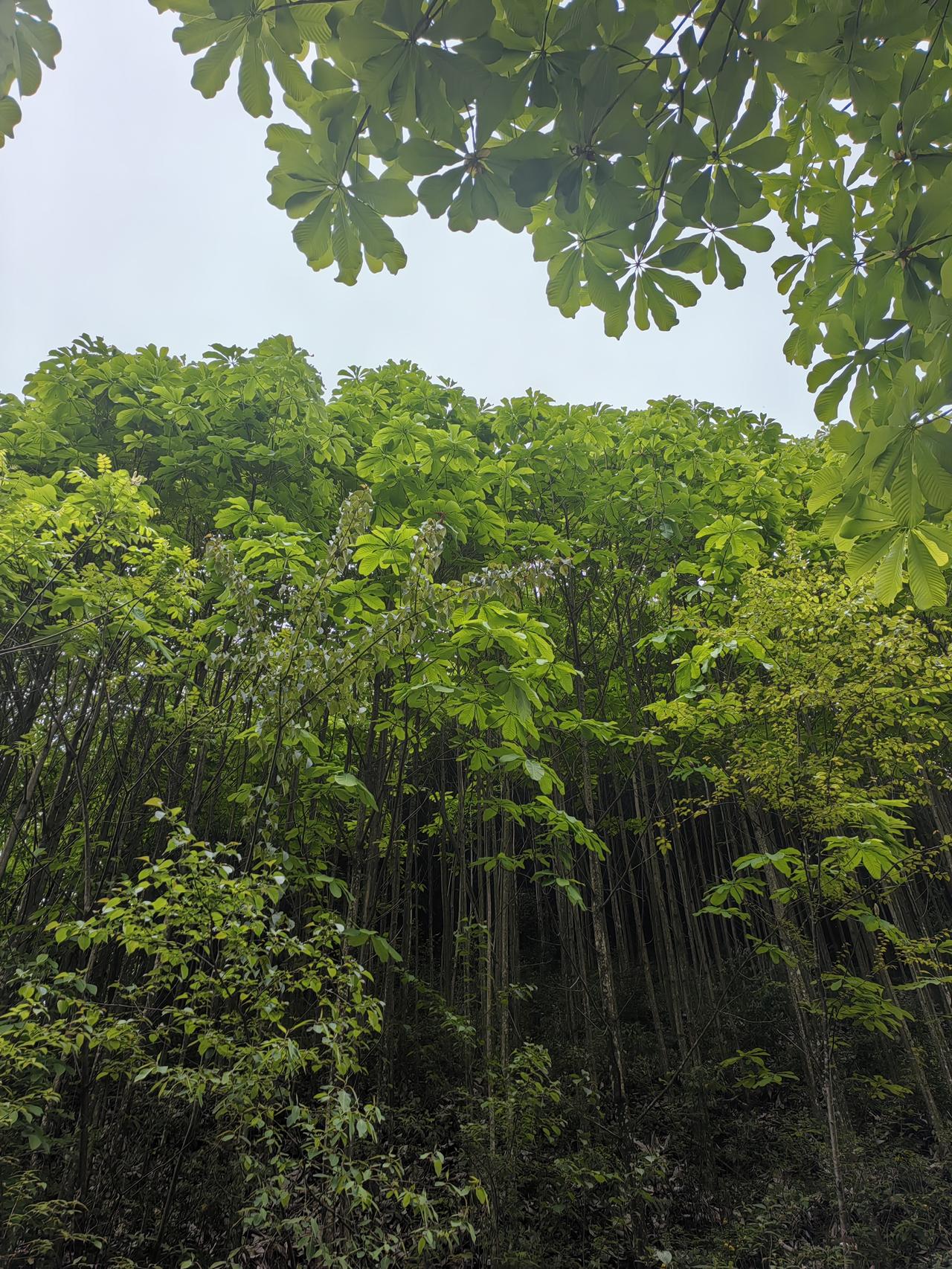 胃镜检查前完整注意事项（普通/无痛都适用）一、饮食禁食要求（最关键）普通胃镜