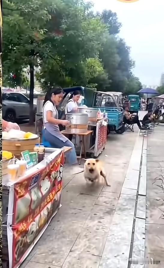 流浪狗在路边的包子摊旁讨要食物，想带回去给幼崽吃，没成想被女老板娘当场踹了一脚。