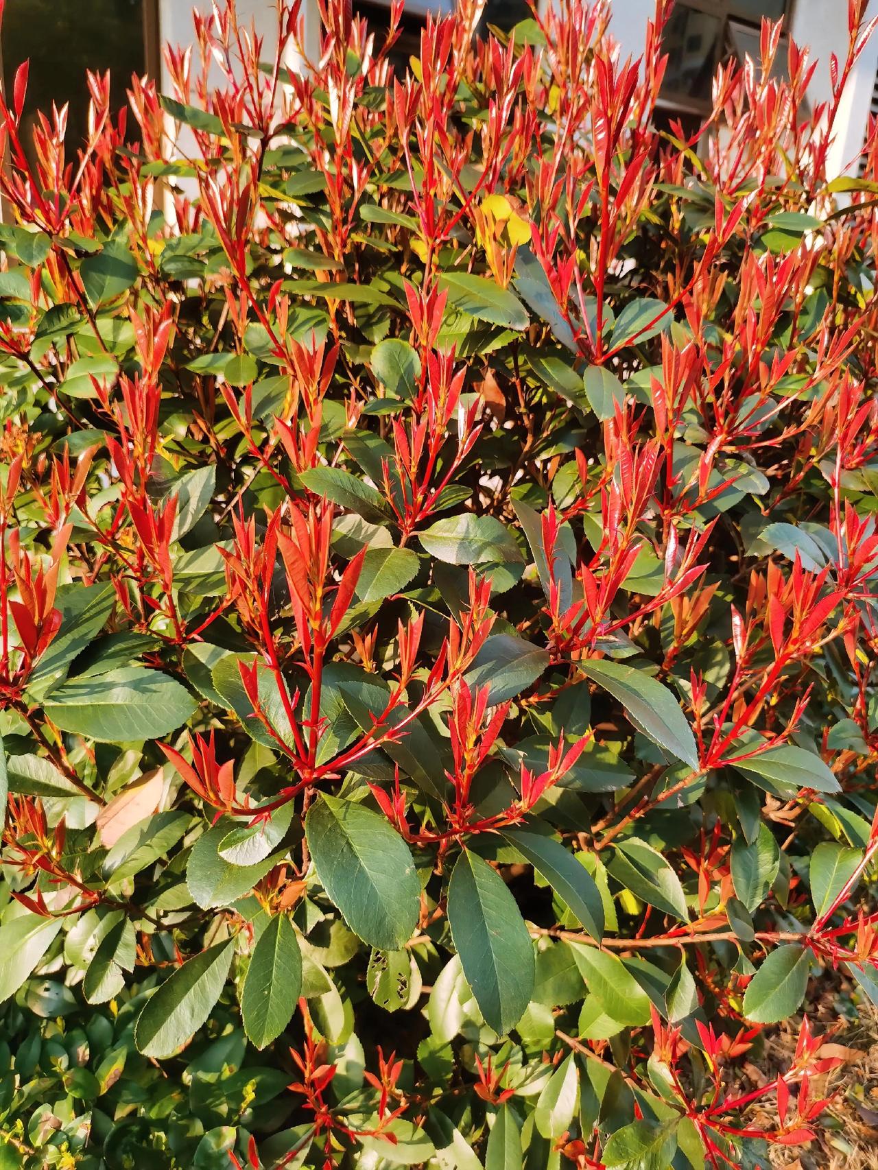 春在风里，花在枝头，所有的美好都已经在路上。努力过好自己的日子，偶尔慌乱，偶