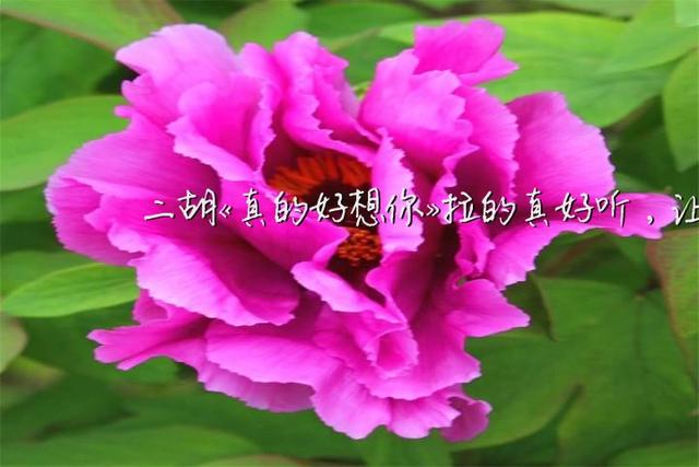 10223868682696410543.jpg?id=0