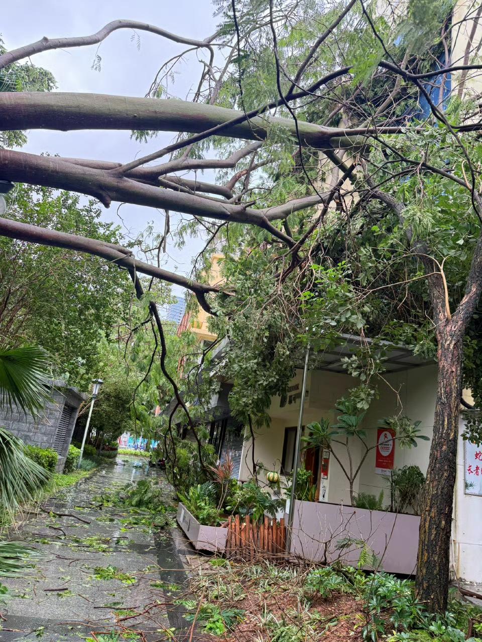 深圳的清晨被台风“桦加沙”搅得天翻地覆。这场被称为“今年最强台风”的天气系统，一