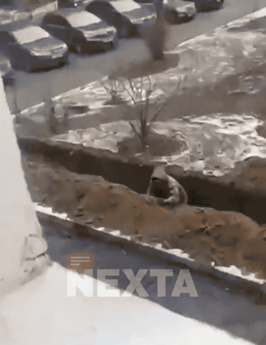 从俄乌前线回来的疯子俄军老兵：在自己家小区挖战壕继续战斗！最近一段视频在俄罗斯互